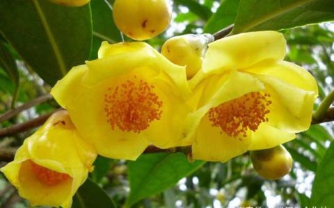 金茶花适合哪里种植，金茶花什么季节种植最好