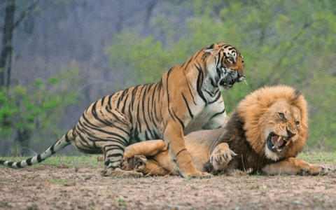 老虎为什么怕狮子，为什么老虎从骨子里惧怕狮子