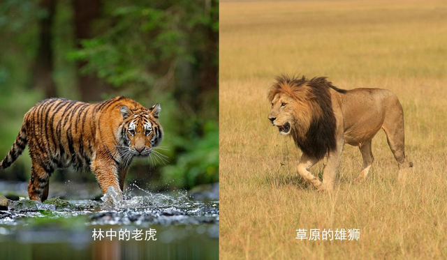 为什么有些人始终认为老虎打不过狮子？老虎和狮子究竟谁更厉害？