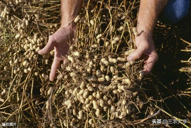 红壤土花生高产栽培技术，高产的关键因素要掌握，很实用的技巧