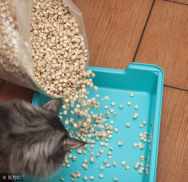 猫砂如何用？你真的知道吗？