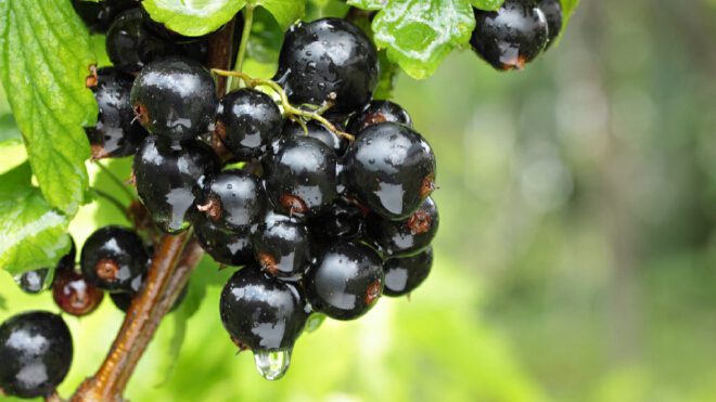 黑加仑是什么水果