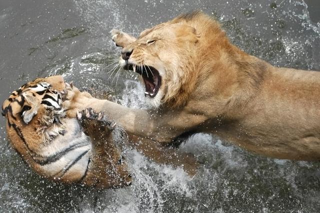 老虎vs狮子，当森林之王遇到草原之王，谁会笑到最后呢？