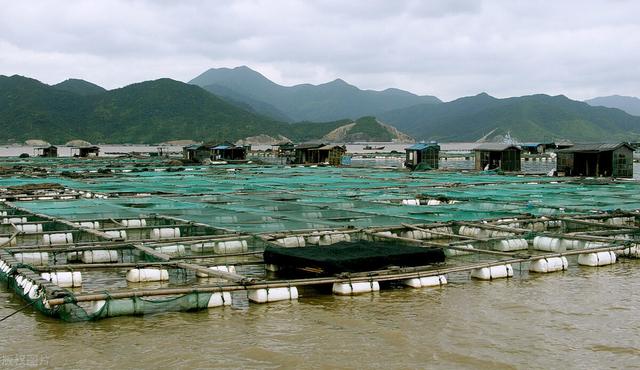 秘鲁鳀鱼：配额279万吨，“鱼粉大王”即将征服中国市场？