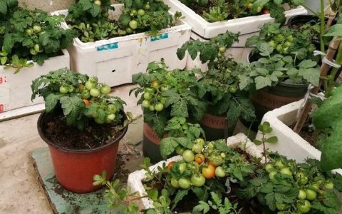 阳台种植小番茄的正确方法，阳台小番茄怎么种植