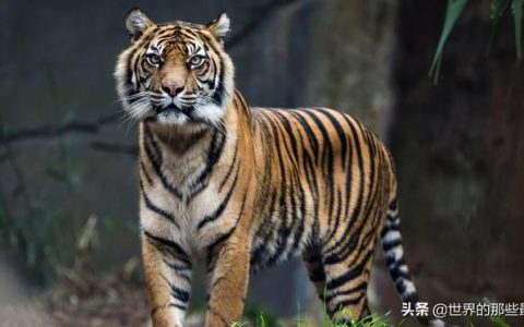 老虎是猫科动物吗，猫科和犬科的区别