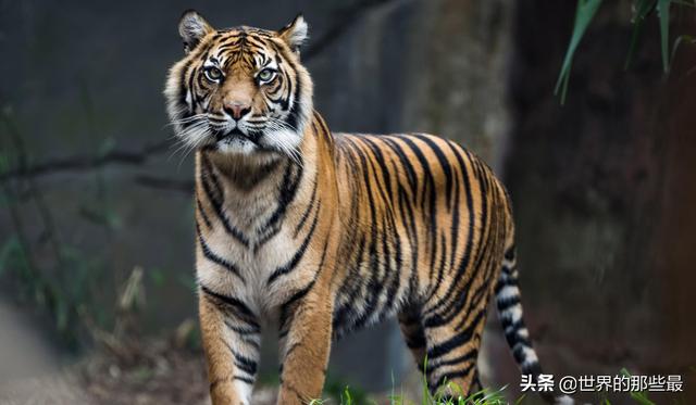外表最像老虎的小型猫科动物：如家猫一般大，性格异常凶猛