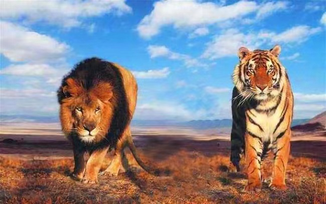 为什么有些人始终认为老虎打不过狮子？老虎和狮子究竟谁更厉害？