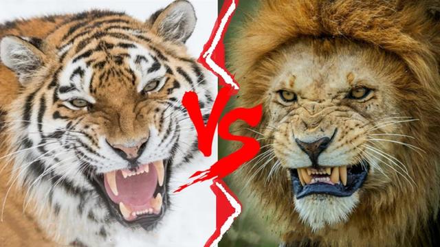 老虎vs狮子，当森林之王遇到草原之王，谁会笑到最后呢？