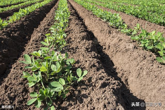 红壤土花生高产栽培技术，高产的关键因素要掌握，很实用的技巧
