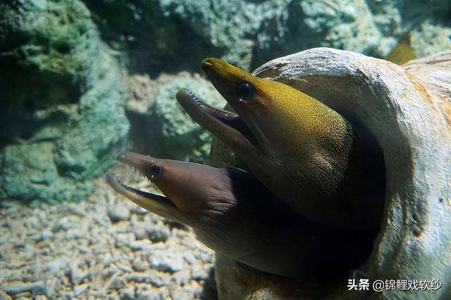科普知识：海鳝拥有两副颌？
