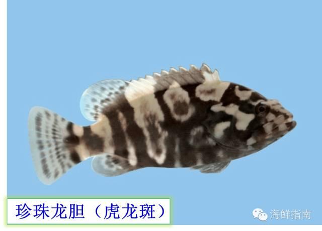 干货 | 可能是史上最权威石斑鱼介绍，如何区分珍珠龙胆、龙胆、老鼠斑等？